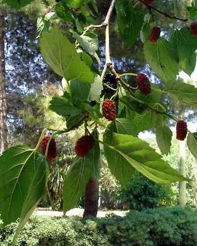 Hotel vicino al College: B&B Il Vecchio Gelso